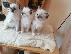 PoulaTo: birman x ragdoll